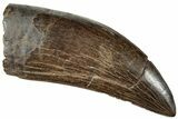 Serrated Tyrannosaur Tooth - Judith River Formation #227822-1